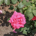 Rosa Aparthotel