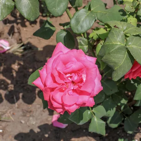 Rosa アパートホテル